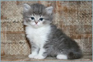 Female Siberian Kitten from Deedlebug Siberians